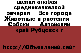 щенки алабая ( среднекавказкой овчарки) - Все города Животные и растения » Собаки   . Алтайский край,Рубцовск г.